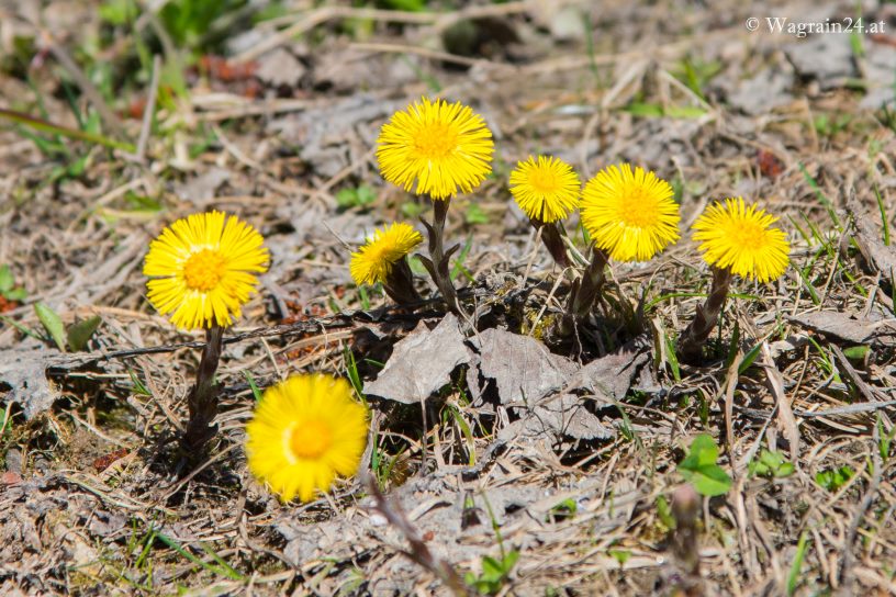 Huflattich Frühlingsboten - Blumen in Wagrain